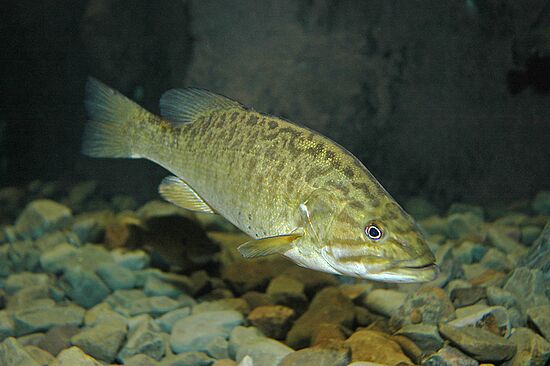 West Virginia Native Fish